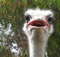 The Vault - Hastings Ostrich Farms  Crown Exotic Leather - Stayed