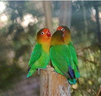 Ballarat Bird World - Stayed