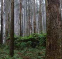 Kinglake National Park - Stays Accommodation