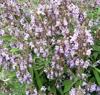 Otway Herbs - Stays Accommodation