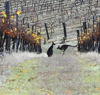 Blue Pyrenees Estate - Stays Accommodation