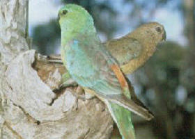 Lake Albacutya Regional Park - Stayed 0