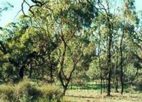 Pine View VIC Stayed