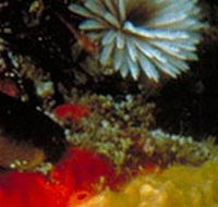 Point Cooke Marine Sanctuary - Stayed