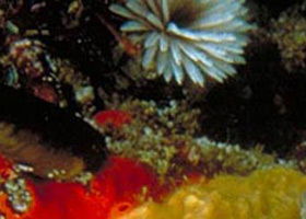 Point Cooke Marine Sanctuary - Stayed 0