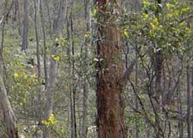 Heathcote-Graytown National Park - Stayed 0