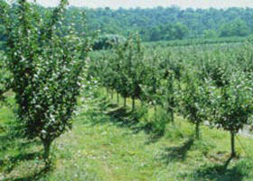 Pettys Orchard - Stayed 0