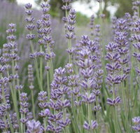 Warratina Lavender Farm - Stayed