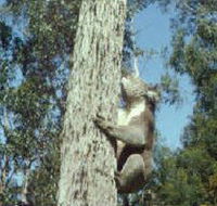 Creswick Regional Park - Stayed