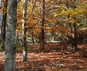 RJ Hamer Arboretum - Stayed 0