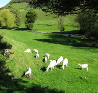 Goats of Gaia Soap - Stays Accommodation