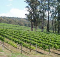 Piedmont Vineyard - Stayed