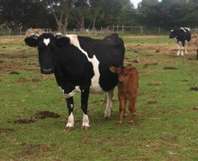 Animal Land Children's Farm - Stayed 0