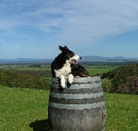 Windy Ridge Vineyard and Winery - Stayed