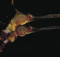 Eagle Rock Marine Sanctuary - Stayed