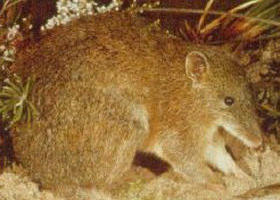 Mornington Peninsula VIC Stays Accommodation