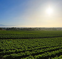 GREENSTONE VINEYARDS - Stayed