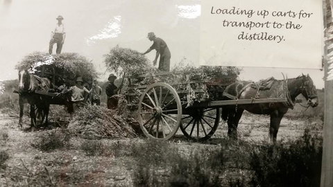 Eucalyptus Distillery Museum - Stayed 4