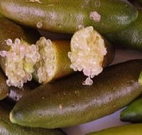 Sandy Creek Olives and Finger Limes - Stayed