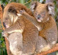Shoalhaven Zoo - Stayed