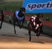 Dapto Dogs - Stayed