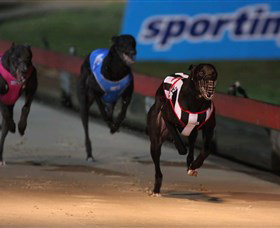 Dapto Dogs - Stayed 0