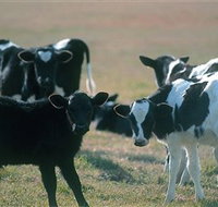 Bodalla Dairy Cheese Factory - Stayed