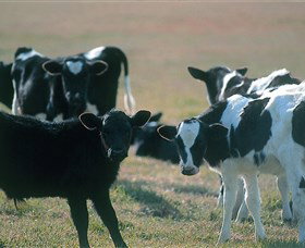 Bodalla Dairy Cheese Factory - Stayed 0