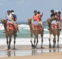 Camel Rides with Coffs Coast Camels - Stayed