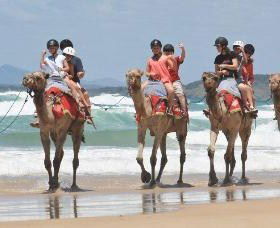 Camel Rides With Coffs Coast Camels - Stayed 0