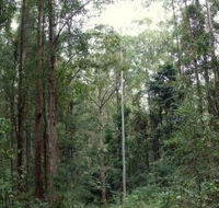 Bongil Bongil National Park - Stays Accommodation