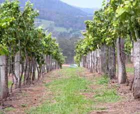 Villa D Esta Vineyard - Stays Accommodation 1