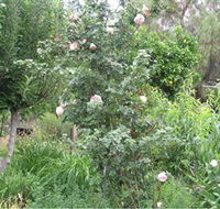 Tombstone Estate Vineyard - Stays Accommodation