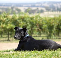 Moothi Estate Vineyard and Cellar Door - Stayed