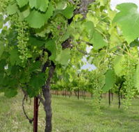 Holland Wines - Stayed