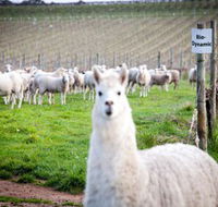 Gemtree Vineyards Cellar Door - Stays Accommodation
