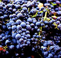 Nandroya Vineyard - Stays Accommodation