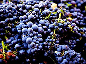 Nandroya Vineyard - Stayed 0