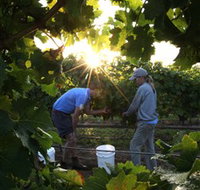 Oakdene Vineyards Restaurant and Cellar Door - Stayed