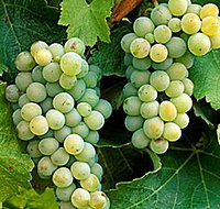 Clover Hill Vineyard - Stayed