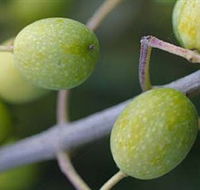 Montalto Vineyard and Olive Grove - Stays Accommodation