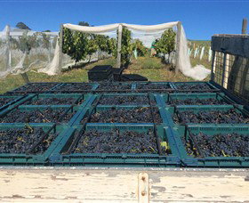 Three Willows Vineyard - Stayed 1