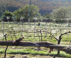 Three Willows Vineyard - Stayed 0