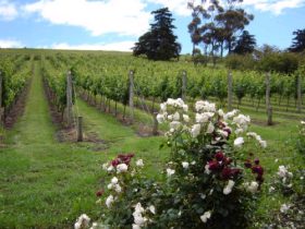 Pembroke Estate Vineyard - Stayed 0