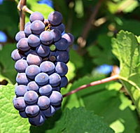 Tinderbox Vineyard - Stays Accommodation