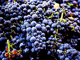 Tolpuddle Vineyard - Stayed 0