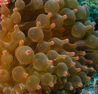 Coral Gardens Dive Site Mooloolaba - Stayed