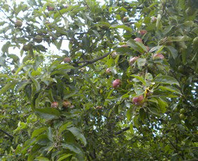 Tin Shed Cider - Stayed 1