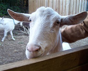 Drysdale Cheeses - Stayed 0