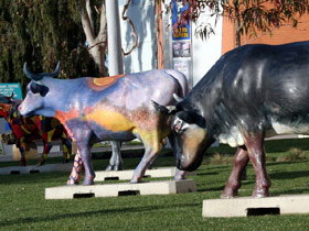 Drysdale Cheeses - Stayed 6